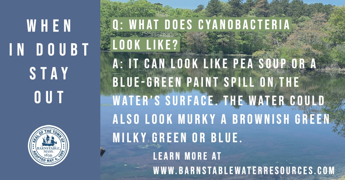When in Doubt, Stay out Cyanobacteria graphic