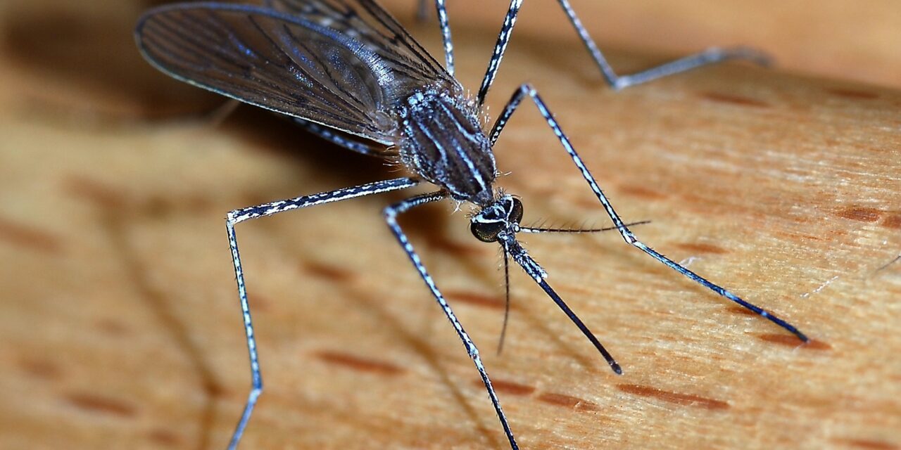 West Nile Virus Identified in 12 Mosquito Samples Collected in Barnstable, Middlesex, and Suffolk Counties