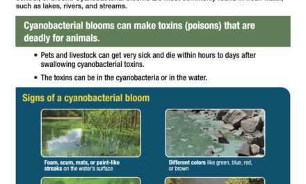 Cyanobacteria Fall 2021 Pond Monitoring