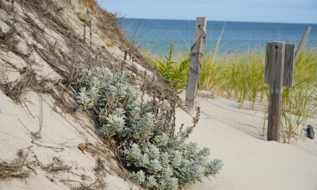 Review of Additional Concepts for the Sandy Neck Beach Facility Coastal Resiliency Project