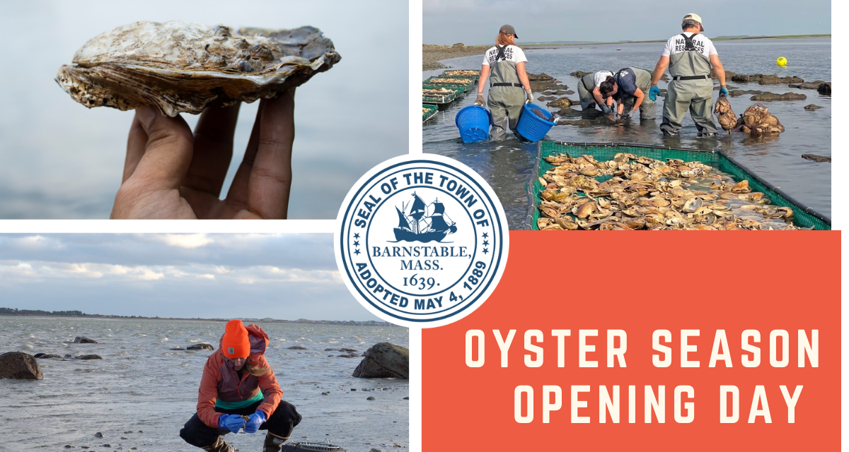 TOWN OF BARNSTABLE SHELLFISH REGULATIONS – RECREATIONAL OYSTER HARVEST LIMIT