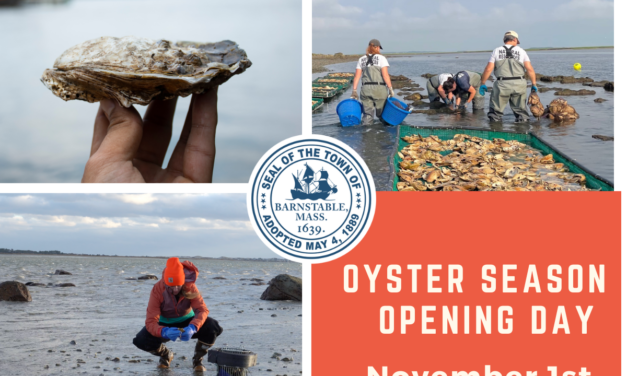 TOWN OF BARNSTABLE SHELLFISH REGULATIONS – RECREATIONAL OYSTER HARVEST LIMIT